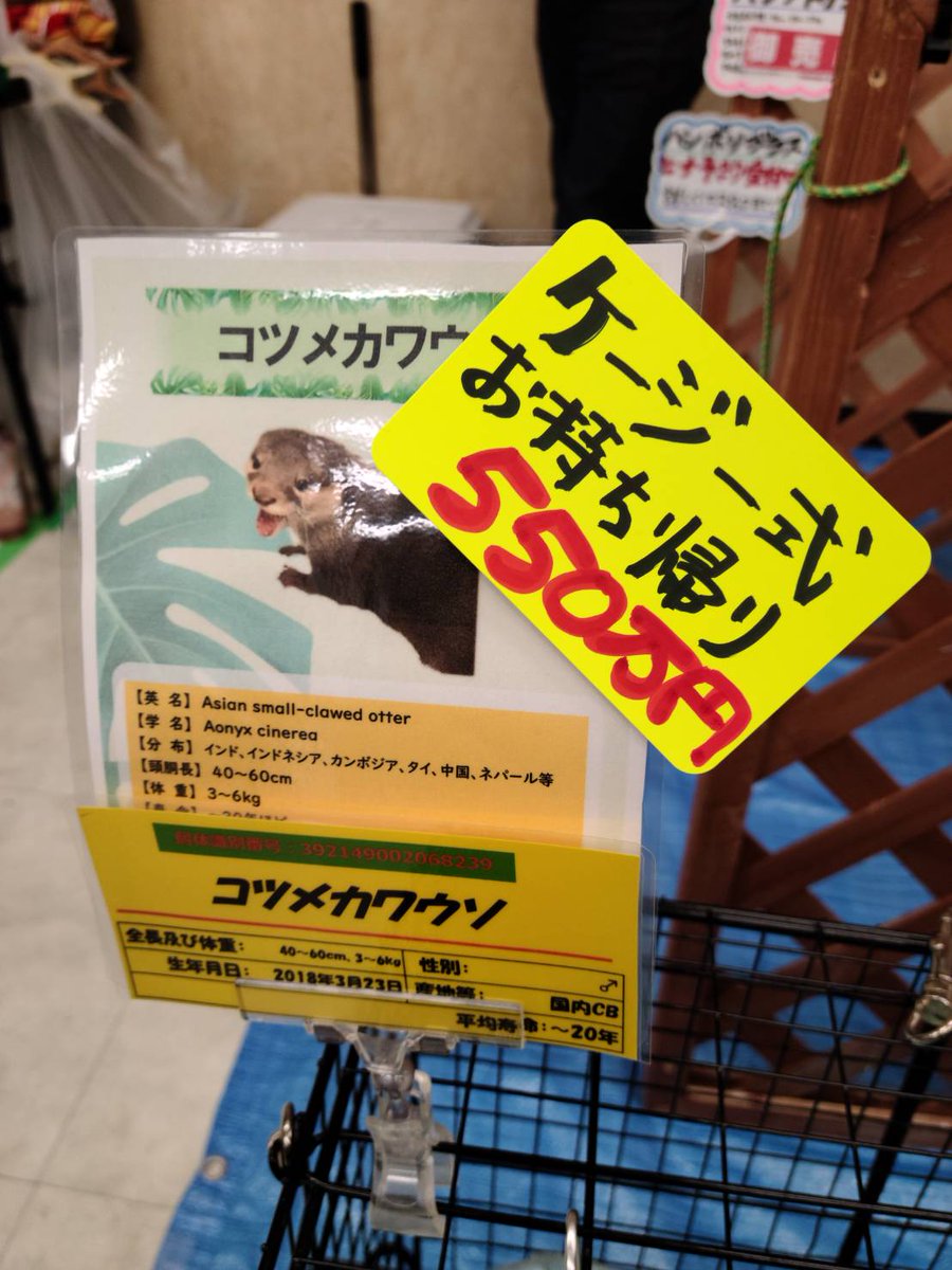 kotsumate's tweet photo. 東京レプタイルズワールドで4歳のカワウソが550万円で売ってました。

CITES1になると業者が値段を上げるとは聞いていましたが…

#カワウソ #東レプ #CITES1 #ペットショップ #販売 #動物 #animal https://t.co/tM6edHDIhS