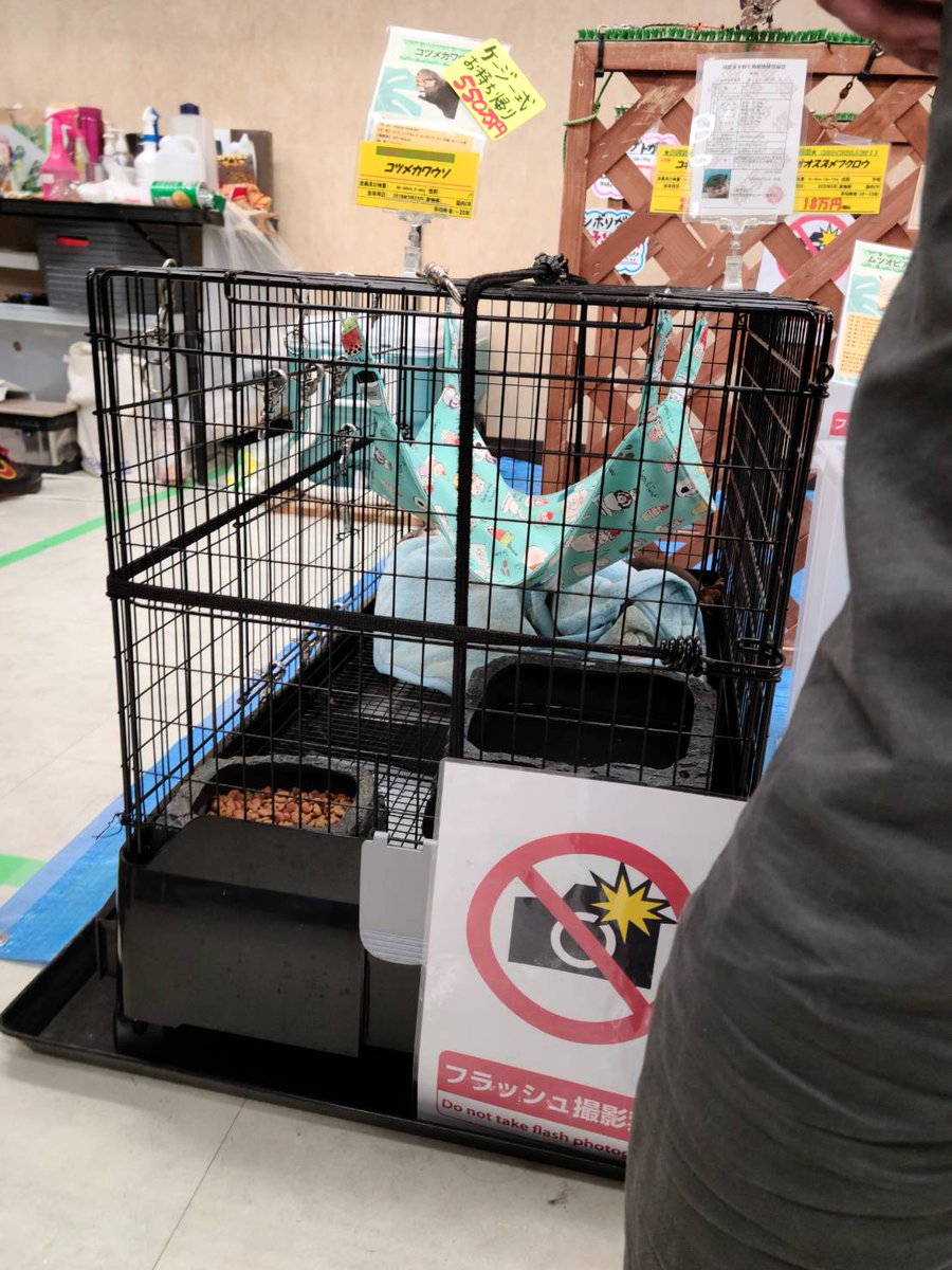 kotsumate's tweet photo. 東京レプタイルズワールドで4歳のカワウソが550万円で売ってました。

CITES1になると業者が値段を上げるとは聞いていましたが…

#カワウソ #東レプ #CITES1 #ペットショップ #販売 #動物 #animal https://t.co/tM6edHDIhS