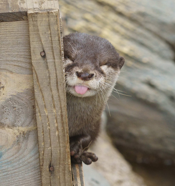 TheDailyOtter's tweet photo. Ha ha, this hideout is for otters only, human https://t.co/ZpSociviGX 📸: @uso_otter https://t.co/4xbFFAtnBd