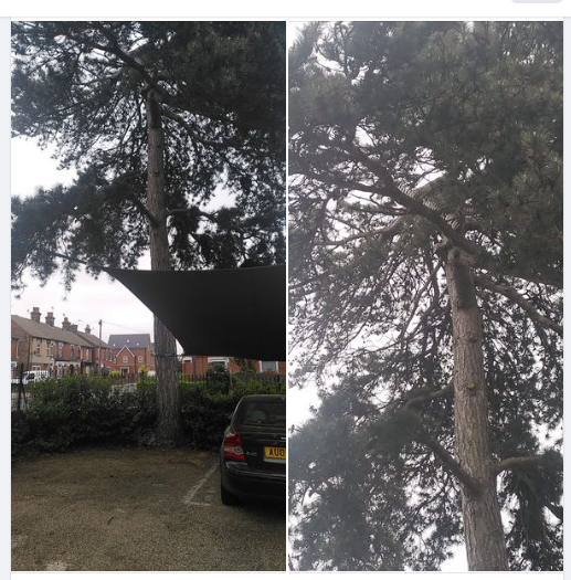 Bee in a tree tweet media