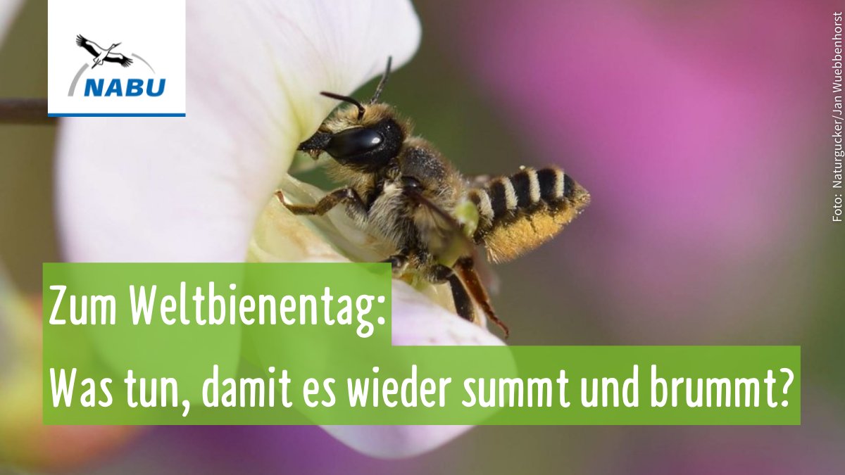 NABU_de's tweet photo. 🐝Fast die Hälfte aller in der Roten Liste geführten Bienenarten sind bestandsgefährdet oder schon ausgestorben. 
Wie wir Ihnen mit Brachen, Vermeidung von Pflanzenschutzmitteln uvm. helfen können &amp; welche Arten besonders charmant sind, klären wir hier 👇
https://t.co/irv1IkLnUE https://t.co/VmEiyH6bIT