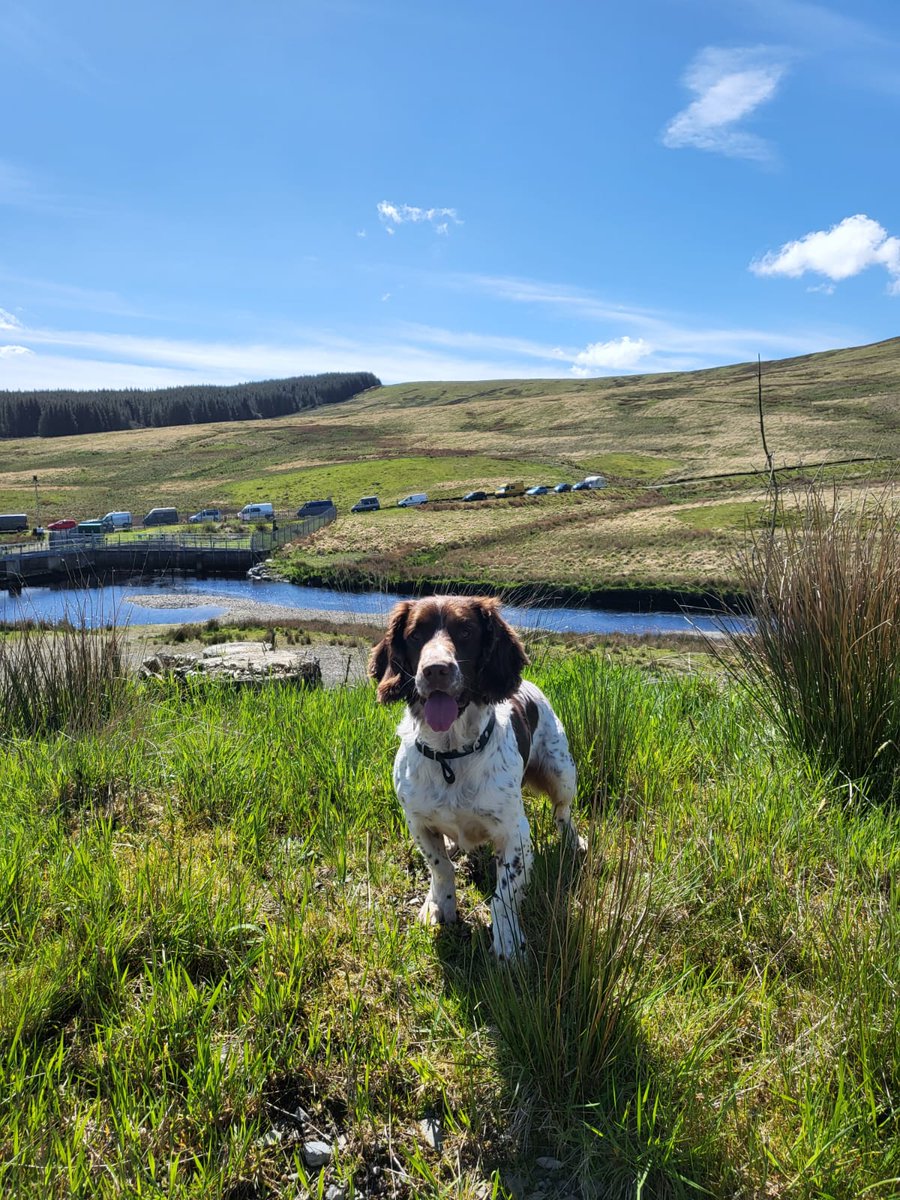 PSOSDogs's tweet image. #PDMac has been on duty yesterday and today at the Knockengoroch festival today and yesterday. With great weather we hope everyone had an amazing time ☀️🏴󠁧󠁢󠁳󠁣󠁴󠁿 🐾