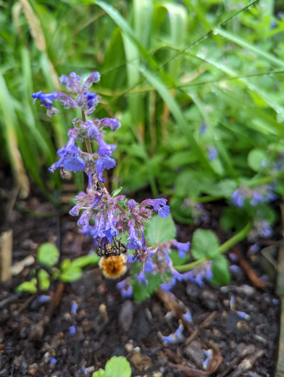 ExeSciCentre's tweet photo. It's #WorldBeeDay! What can we do to help?
🐝Bee the change @BumblebeeTrust: https://t.co/VmBGBXGahd
🐝Use pollinator-friendly plants 🌻
🐝Don't use pesticides: https://t.co/ve95l5OQrF
🐝Be tolerant of 'weeds' 🌼
🐝Provide water + nest sites
Find out more: https://t.co/94RbhcbH5Z https://t.co/qXgOSm8yBe
