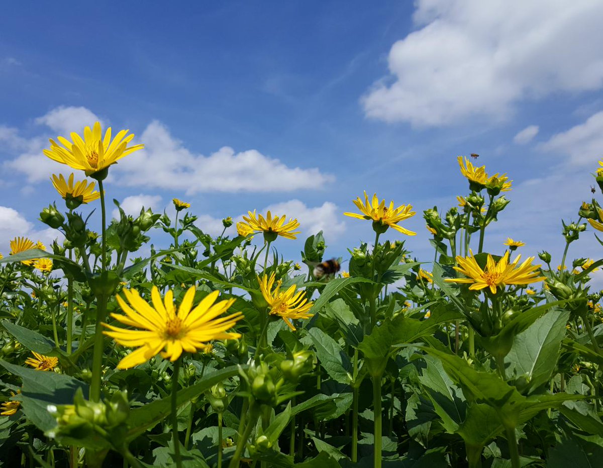 FVBiogas's tweet photo. #Weltbienentag🐝🌻Blühende #Energiepflanzen wie #Wildblumen oder #Silpie bieten zahlreichen #Bienen und #Hummelarten einen perfekten #Lebensraum. Gut, dass die @BReg_Bund im #EEG #Kleegras in BGA fördern will ➡️ so vereinen wir bezahlbare #Energie und #Umweltschutz ohne Verbote! https://t.co/nb5WXqfuXP