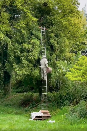 RtWhiteSpace's tweet photo. My dad nearly killing himself for that sweet, sweet honey. 

#WorldBeeDay 🐝 https://t.co/fEmgC5ecEo