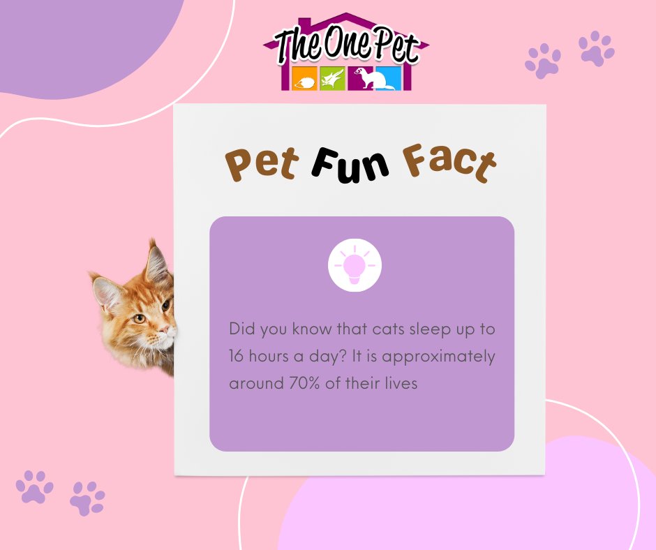 TheOnePet_TOP's tweet photo. Did you know?

.
.
.
.
.
.
.
.
.
#theonepet 
#theonepetSG 
#theonepetdidyouknow
#funfactpets
#Singapawrean 
#petssg 
#pets 
#petsofinstagram 
#singaporepets 
#petsinsg 
#petssingapore 
#sgpet 
#petsupplies https://t.co/GtVkk0M6je