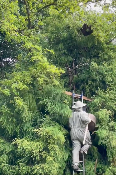 RtWhiteSpace's tweet photo. My dad nearly killing himself for that sweet, sweet honey. 

#WorldBeeDay 🐝 https://t.co/fEmgC5ecEo