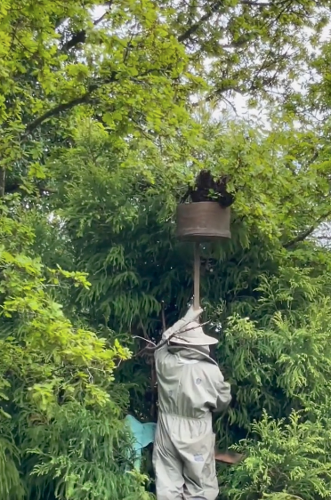 RtWhiteSpace's tweet photo. My dad nearly killing himself for that sweet, sweet honey. 

#WorldBeeDay 🐝 https://t.co/fEmgC5ecEo