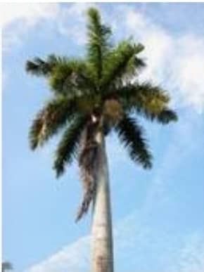 LogVanguardia's tweet photo. #ÁrbolNacional. La palma real. Es un árbol sagrado para una de las religiones más difundidas en #Cuba la Regla de Ocha. Simboliza el carácter indoblegable del cubano. "La reina de los campos de #Cuba". #TenemosMemoria. https://t.co/8KAICT0KkL