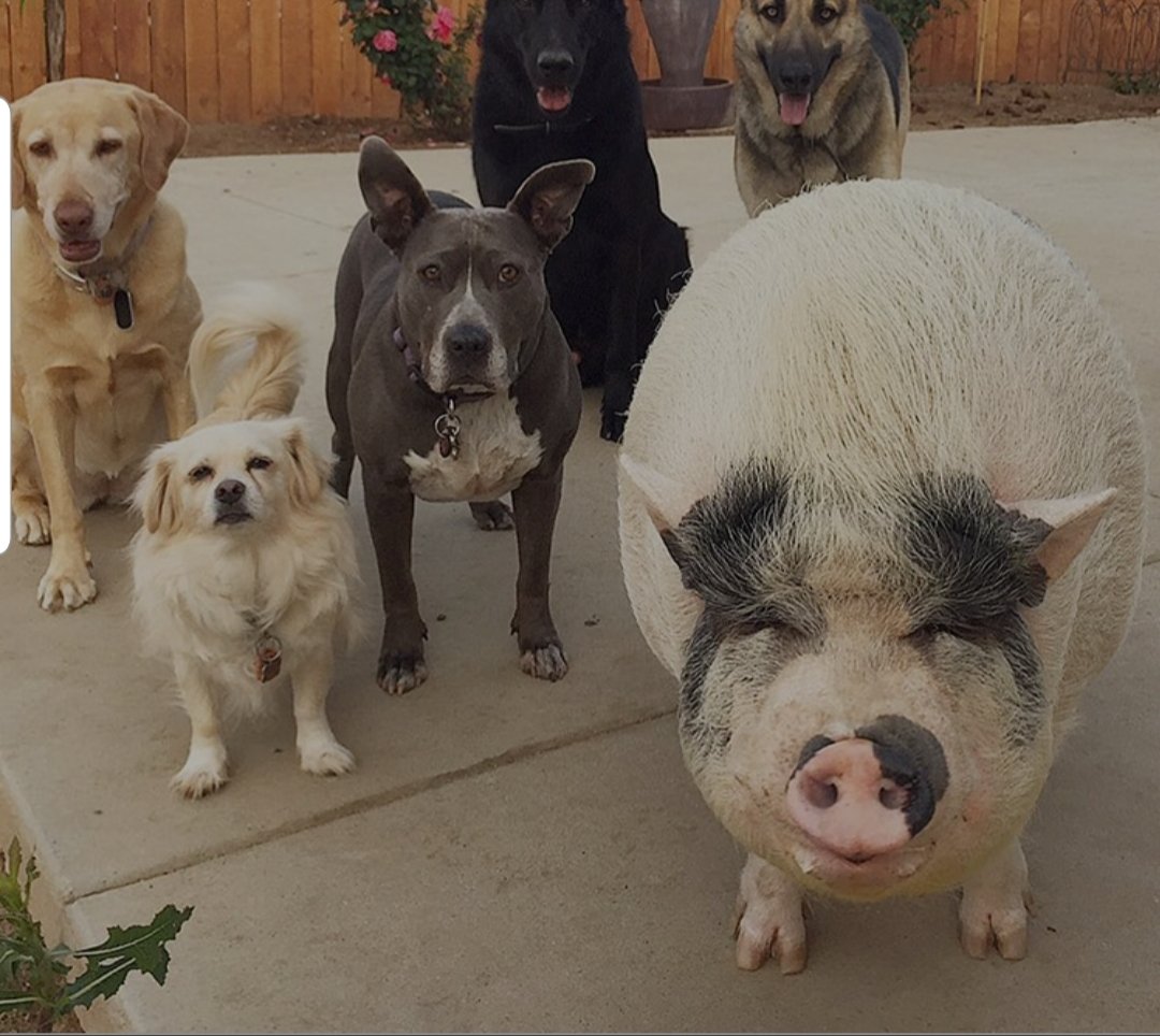 Born_Stupid's tweet photo. Damn, #FiPiToken chart looks so good! Now I want to get me a rescue dog.
Oink Oink https://t.co/kp6MuqkWn9