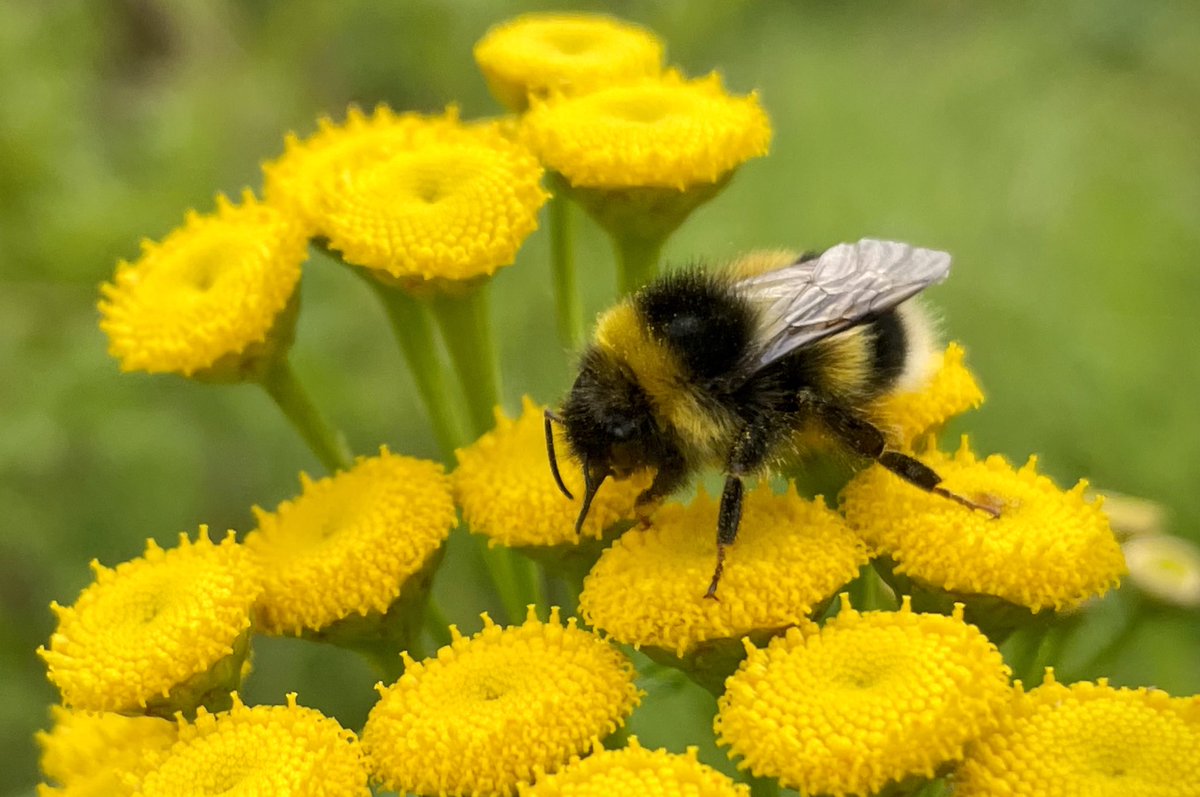 Irish Bee Keeper tweet media