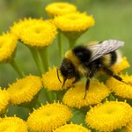Photo by Irish Bee Keeper (@IrishBeekeepers)