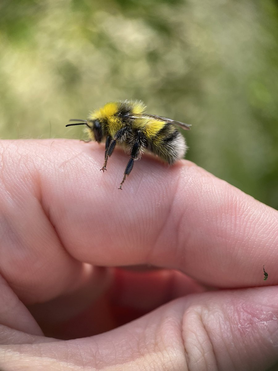 Irish Bee Keeper tweet media