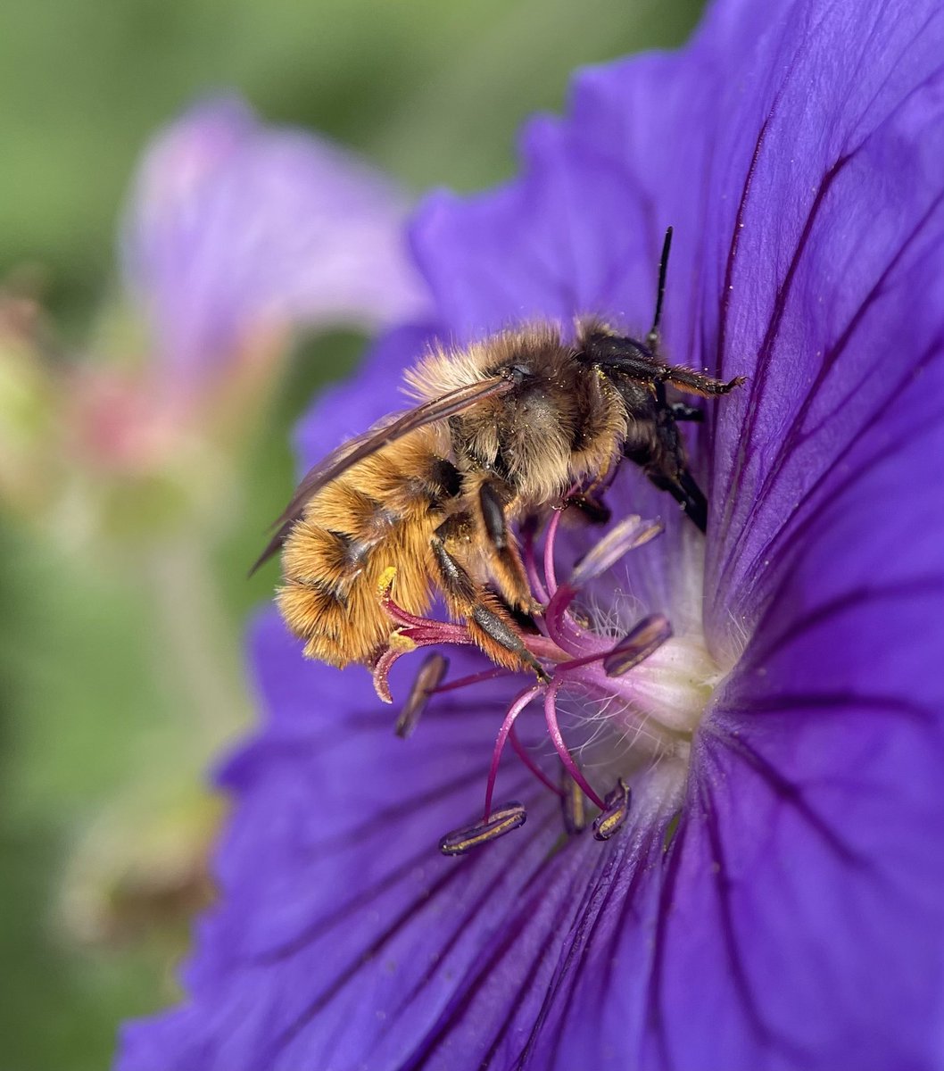 Irish Bee Keeper tweet media