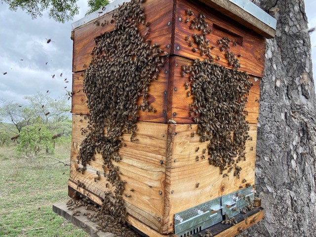 Happy #WorldBeeDay 🐝

Here's Chris Schoombie, Head Beekeeper at Ulusaba, who started a bee conservation project on-site in 2020 to protect trees against elephant impact. It's amazing to observe the bees bringing in the pollen and nectar"

Full interview: bit.ly/3ySIlSX