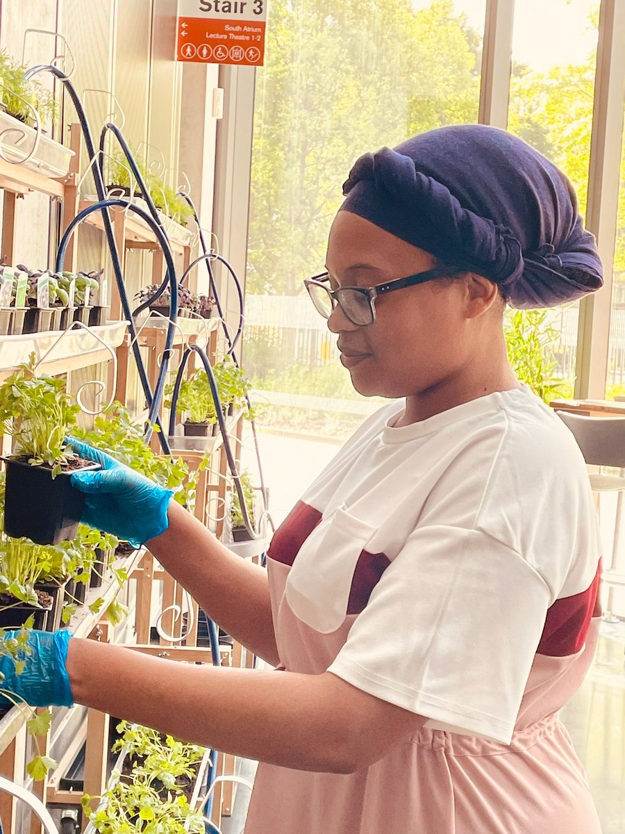designmcr's tweet photo. Preparing the Nairobi Garden in the GROW! Café @ManMetUni Business School ready for launch today! #doingzero @nairobidesignwk @MetMUnch @BritishCouncil https://t.co/H5vjxzK35g