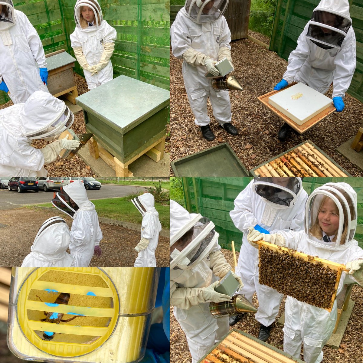 HorringerCourt's tweet photo. 🐝🍯🎉Happy World Bee Day 🎉🍯🐝
Some of the Year 5 children came out to see how the recently split hive and the 2 locally collected swarms were settling in. 
We found 👸🐝 and marked her.
We will be doing more activities around #WorldBeeDay with Year 5 in science lessons soon https://t.co/FrZ5jsNTSz