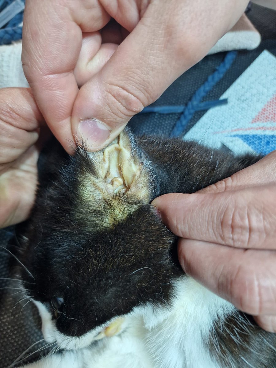 AXLAMADRID's tweet photo. Hemos tenido que suspender la cirugía de Lukita debido a una complicación grave de su estado de salud: Colangiohepatitis.

Se le ha puesto fluidoterapia, medicación y dieta especial líquida  en su tratamiento.

Vamos a hacer todo lo posible por ella, pero necesitamos ayuda👇 https://t.co/ABdYSAIm0V