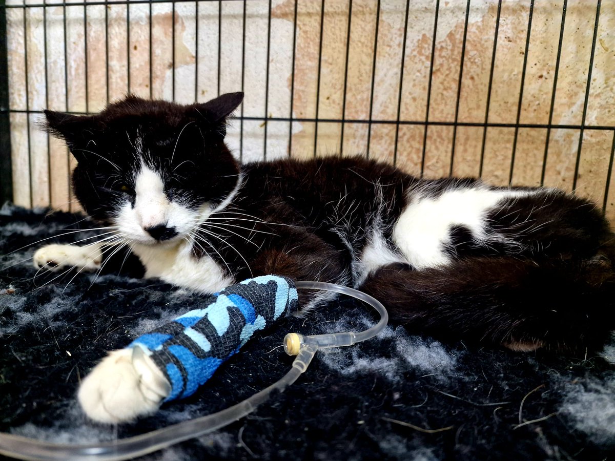 AXLAMADRID's tweet photo. Hemos tenido que suspender la cirugía de Lukita debido a una complicación grave de su estado de salud: Colangiohepatitis.

Se le ha puesto fluidoterapia, medicación y dieta especial líquida  en su tratamiento.

Vamos a hacer todo lo posible por ella, pero necesitamos ayuda👇 https://t.co/ABdYSAIm0V
