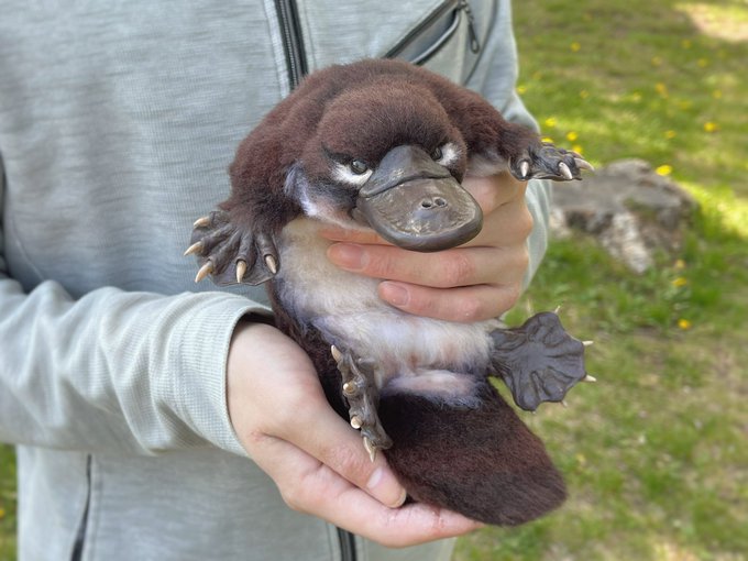 カモノハシを抱っこ リアルすぎる等身大ぬいぐるみに驚き 凄すぎて何度も写真拡大 素手で大丈夫なの まいどなニュース