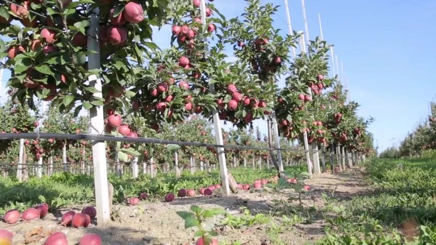 AfricanGrowers's tweet photo. #DidYouKnow?
Warm Climate Apples🍎🍏 have been released for farmers to adopt in Sahara-Africa.
Tag plant breeders on 🍎 for 🌍. #apple #appleorchard #climatechange #africa #warmclimate #worldbeeday #fruitsbasket #fruits #TAGsFarm https://t.co/m6YDJVxY2o