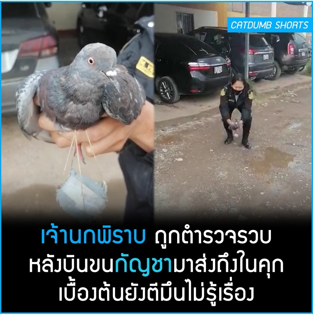 เหตุเกิดที่เปรู มีนกพิราบถูกจับข้อหาขนกัญชาส่งเข้ามาในคุก เบื้องต้นผู้ต้องหายังไม่ได้ให้การใดๆเพิ่มเติมเกี่ยวกับเรื่องดังกล่าว 5555555555