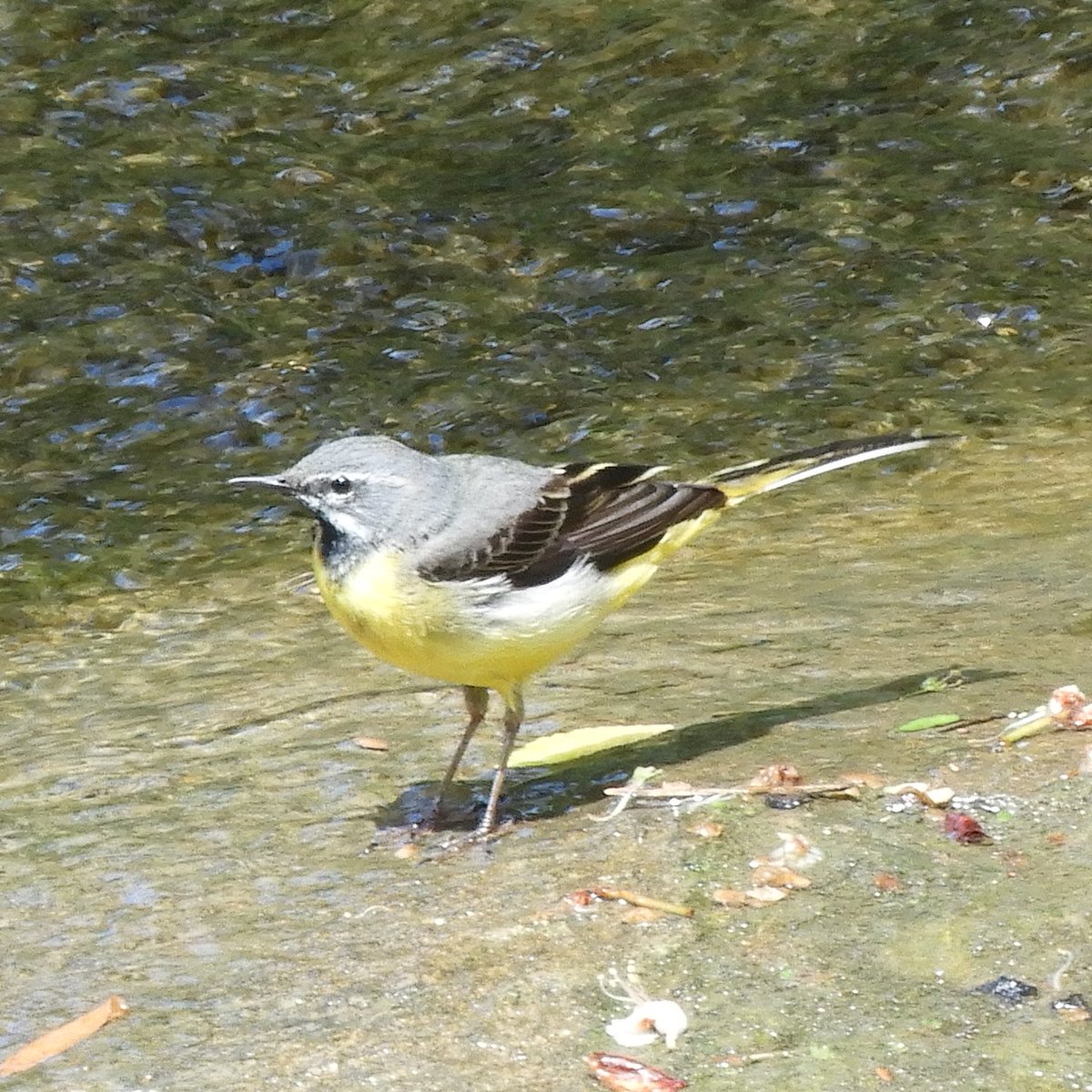CJoseph81703790's tweet photo. Grey wagtail and mistle thrush on a walk from Feckenham yesterday https://t.co/DCtR9nYQVk