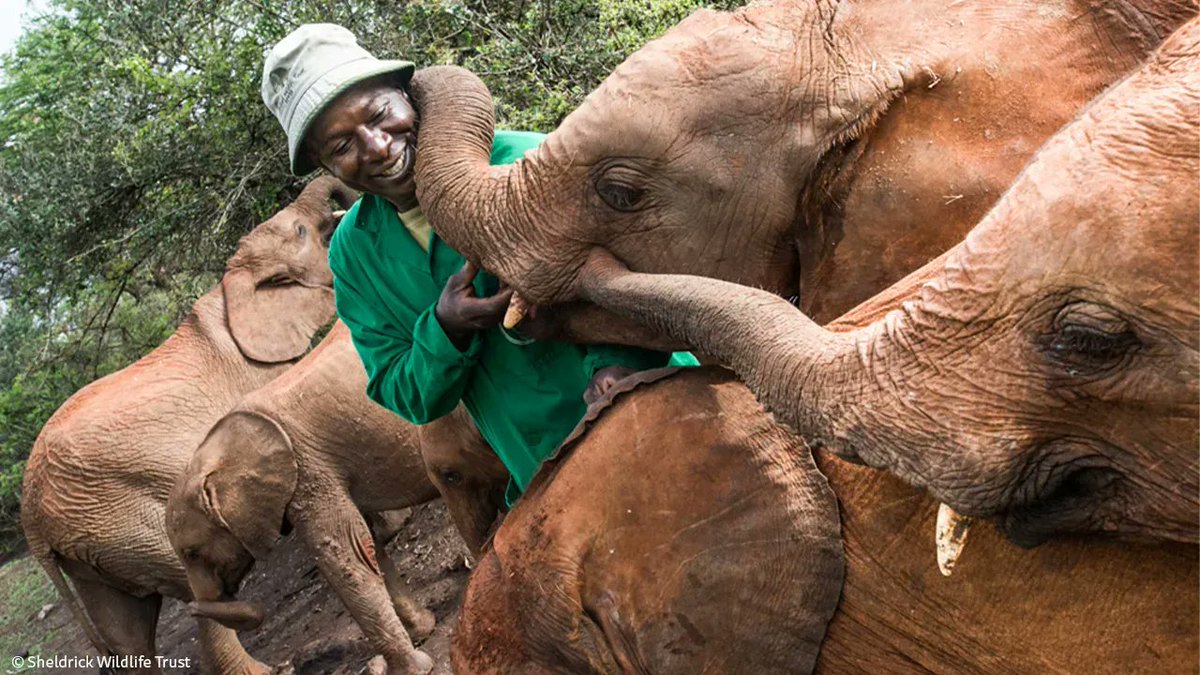 SheldrickTrust's tweet photo. Once at our Nursery, a period of intensive care begins as Keepers work together to form a new family for orphaned #elephants, replicating all the actions that would have been carried out by the calf’s mother or herd, including providing comfort and nourishment. https://t.co/PvsydQTg1U