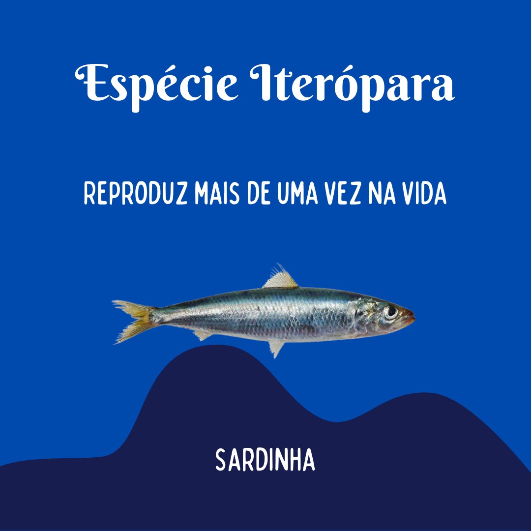 labictioufs's tweet photo. Venha conhecer mais sobre as Estratégias e Táticas Reprodutivas das espécies!

Clique aqui: https://t.co/p9jyd4ysSu https://t.co/06xeCTcrXA