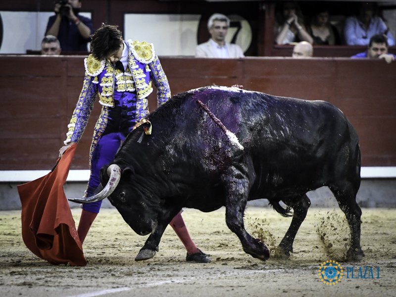 verdeguer's tweet photo. SOBRE LOS TALONES. LA CAÍDA DE HOMBROS. EL MENTÓN HUNDIDO. EMBRAGUETADO. VERTICAL. COSIDO. LA MULETA PLANCHADA. MÁS TOREO NO CABE EN CADA GESTO.

@RocaRey https://t.co/3VLfYDiMqR
