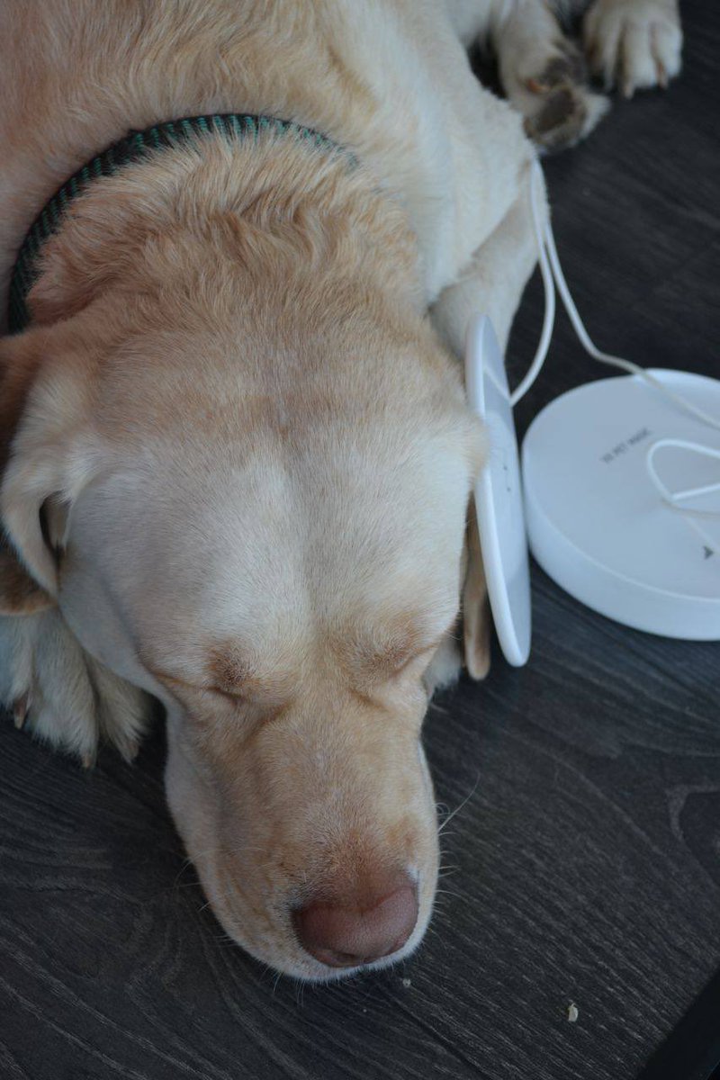 VXPetMagic's tweet photo. Top 5 pet ailments that VX Pet Magic will cure in a week!
3 day - 3 disease:

3️⃣Inflammation of the ear - an average of 3-5 days until the inflammation and pain is gone.#animal #animaltherapy https://t.co/jjyKzcDfSt