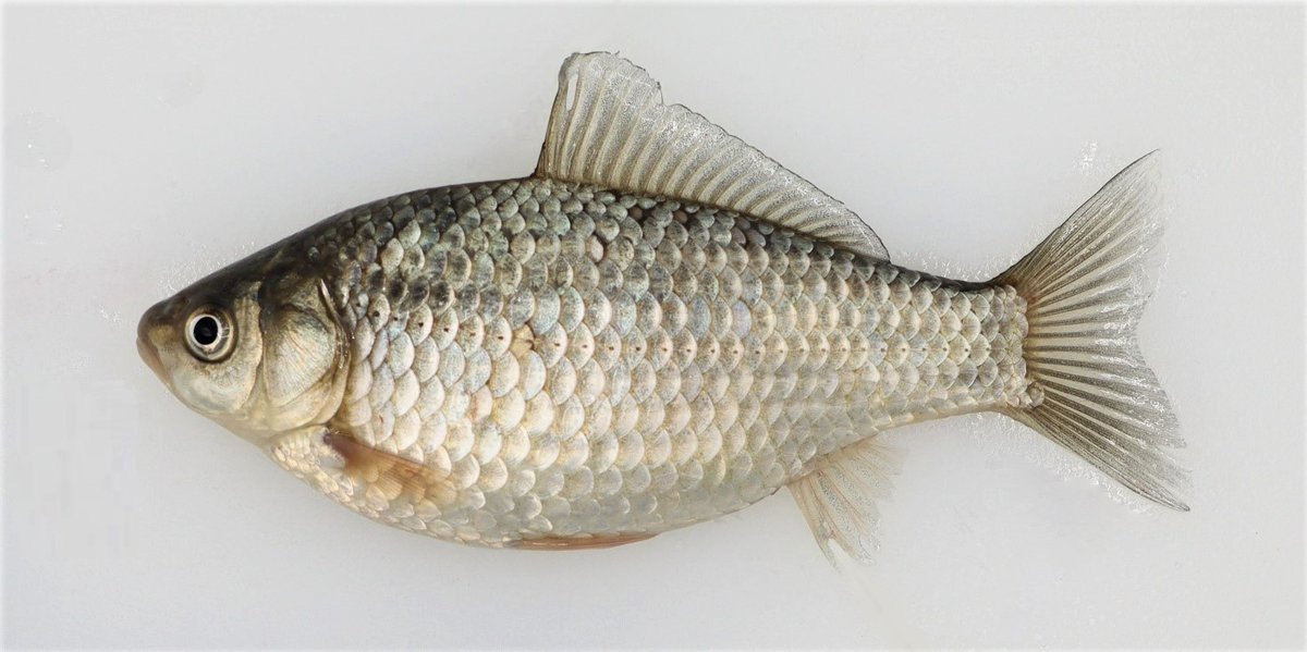 #Invasive Prussian carp have been found in England! Sometimes called #Gibel carp or #carassio, the import of this #NonNative species to the UK is illegal. If you suspect you’ve caught or seen this fish please report it!

EA Incident Hotline 0800 80 70 60 
#PrussianCarp #INNSWeek