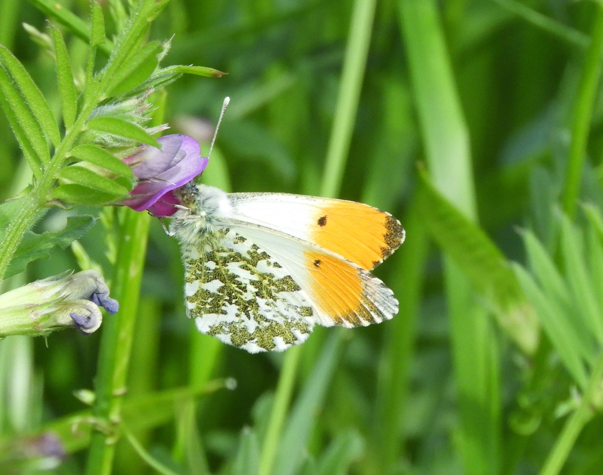 CJoseph81703790's tweet photo. Some more pictures during walk from Feckenham yesterday with Mr J. Our first painted lady of the year. Worcestershire countryside at its best! https://t.co/vFKN2S5Fhi