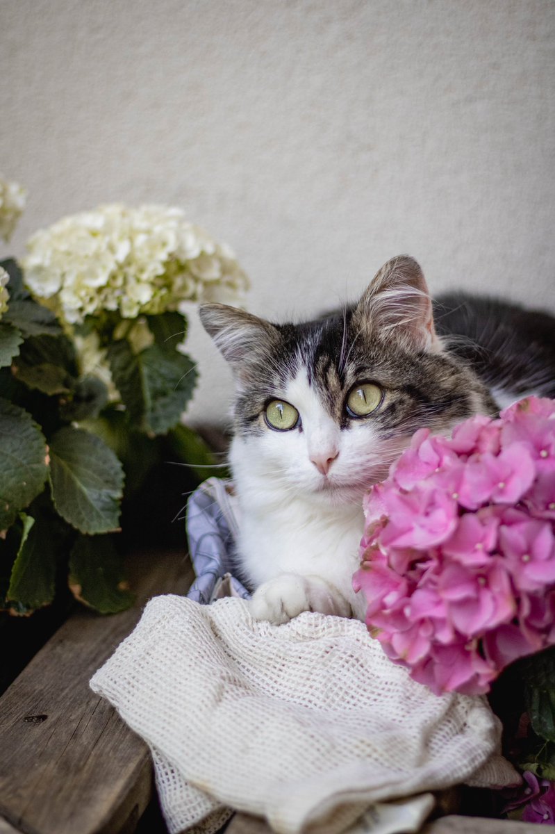 SapinLeChat's tweet photo. 🌸 https://t.co/8Ckpm6a0zm