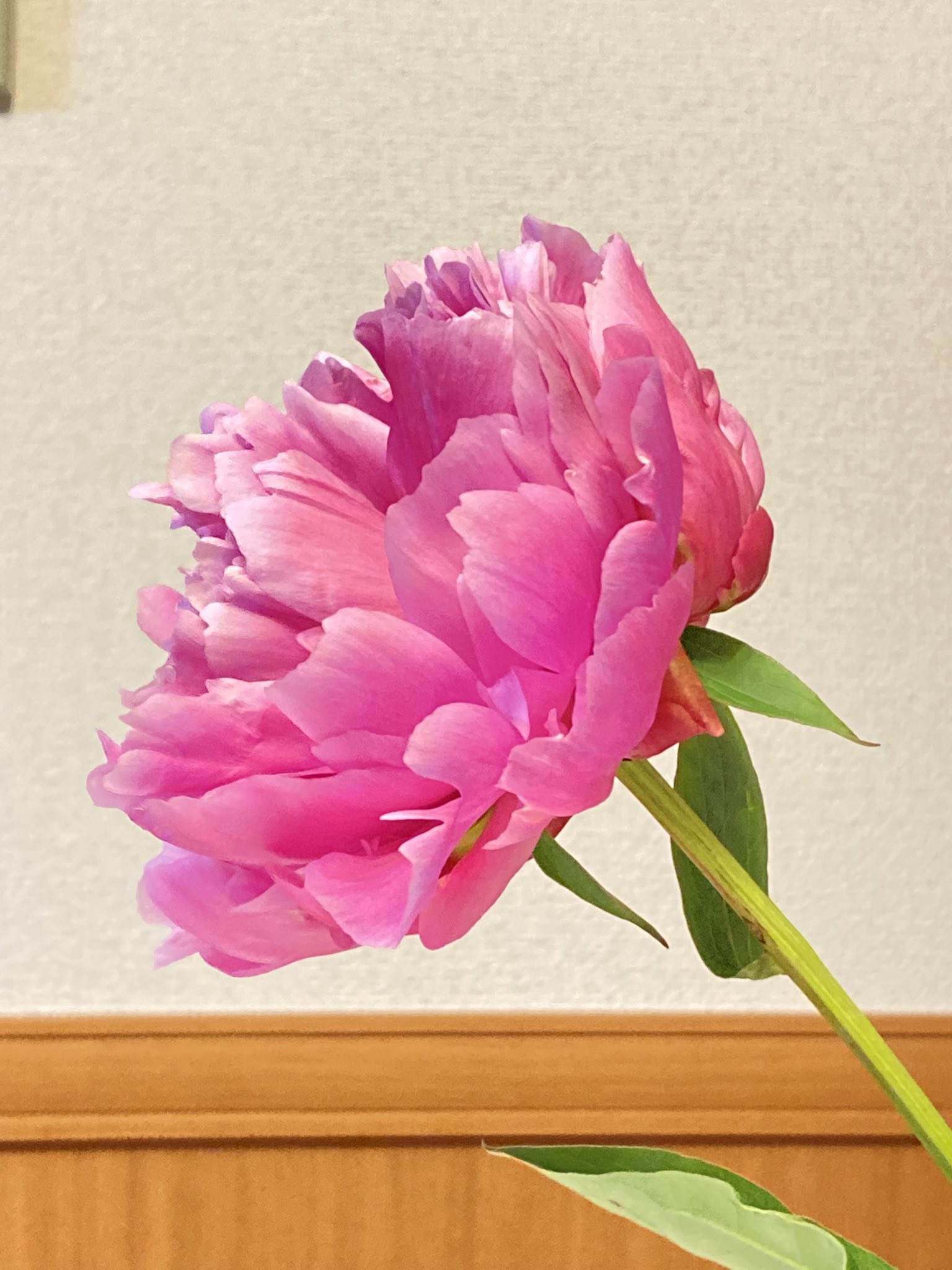 Peony ピオニ Peony Twitter