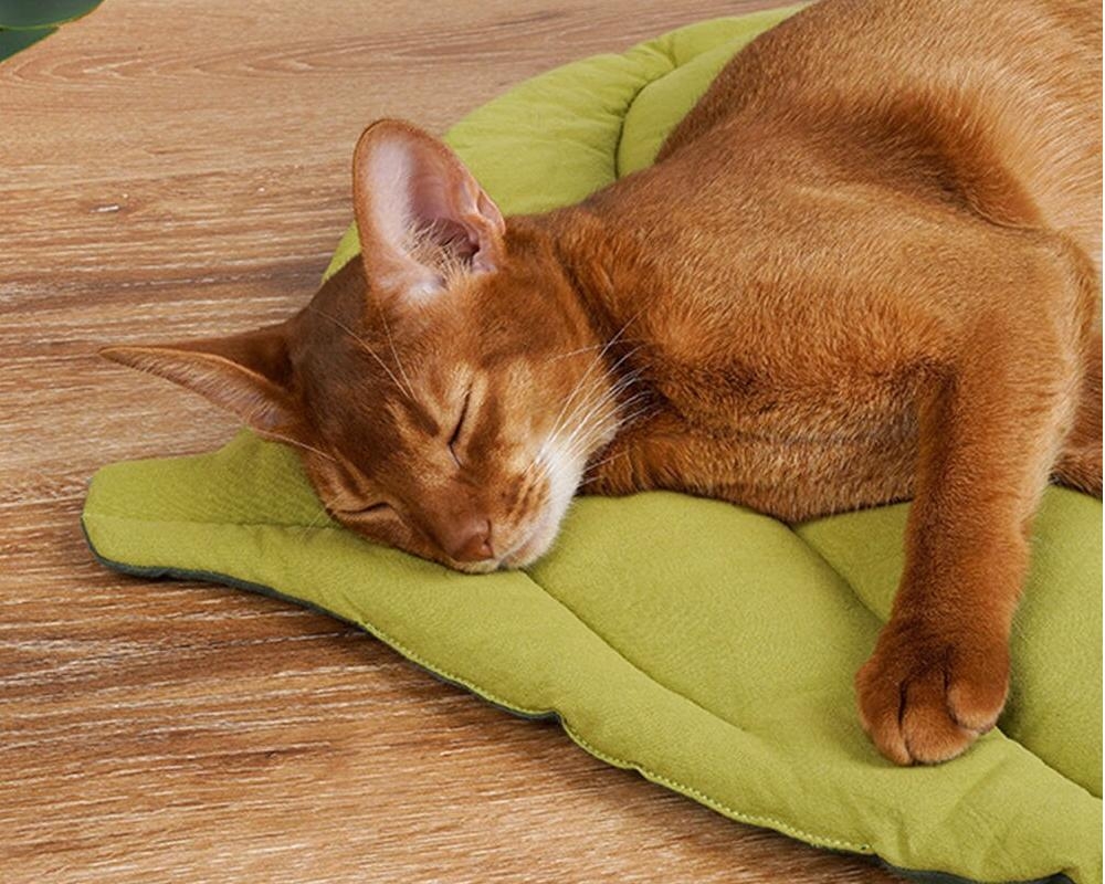 EstaMascota's tweet photo. #ojos #peludos Estera para Gato https://t.co/Sm5JWcvnhC https://t.co/bUcFZQnZYI