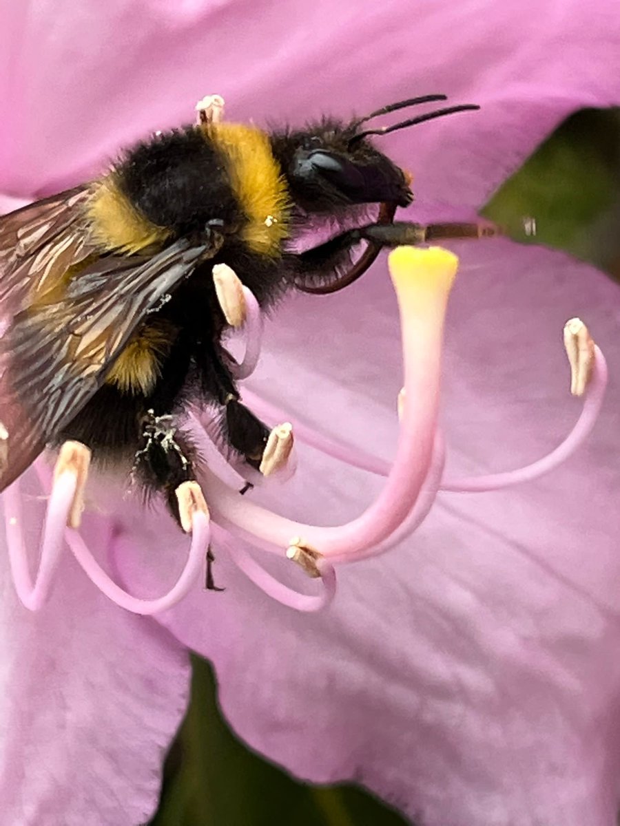 The Pollinator Project 🐝 🦋 🌱🌸 tweet media