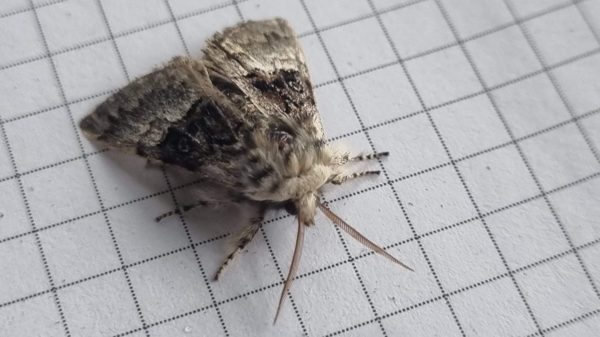BFTWildlife's tweet photo. Its #MothNight2022 and we managed to catch some of these lovelies at #Darnick community woodland
@MothNight
#mothsmatter #mothnight #teammoth
@BCeastscotland
@BuglifeScotland
@BRIScotland
#Woodland #woodlands
@BBCScotBorders https://t.co/hDUayePuKm