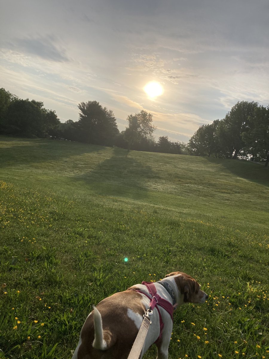 Beautiful morning jog with my workout buddy capped off with a little time at the park. #SuzieTheDog definitely went off the leash and slayed this moment. Will you slay your Friday?! #FinishStrong #TGIF