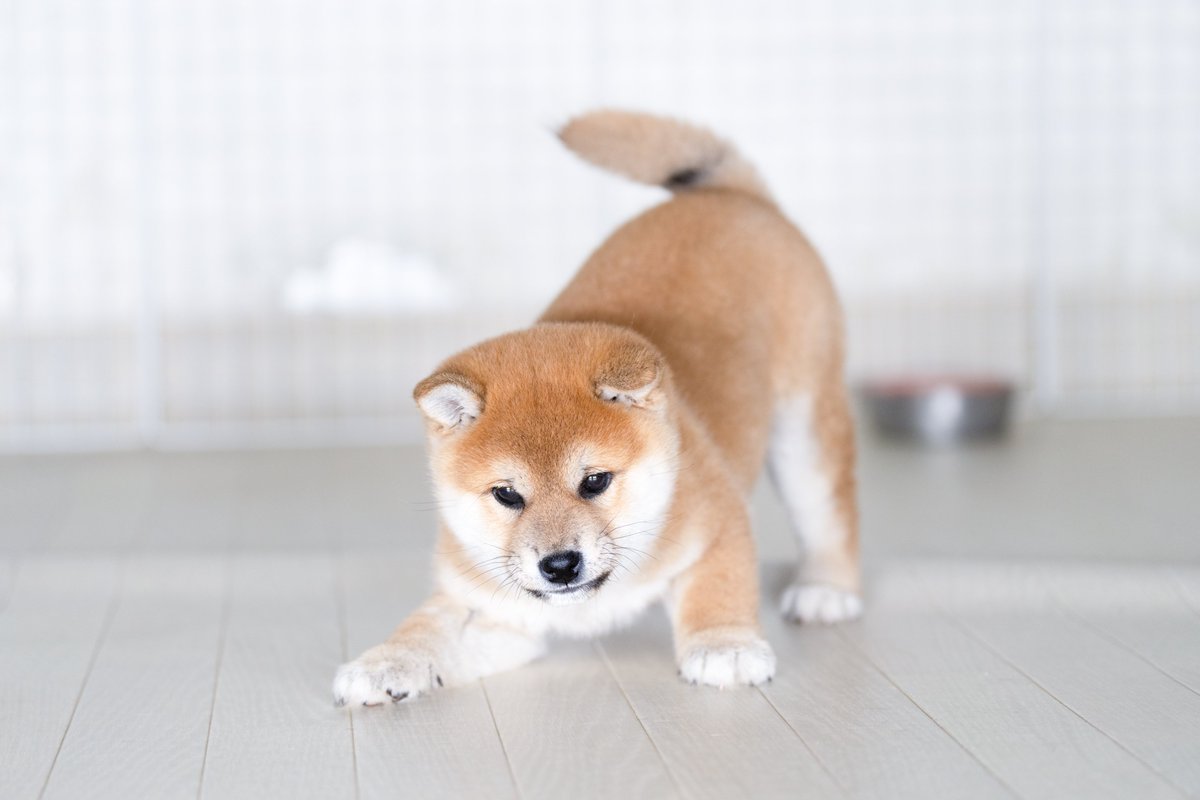 しばけん 柴犬.net (@shibainu4812) / Posts / X