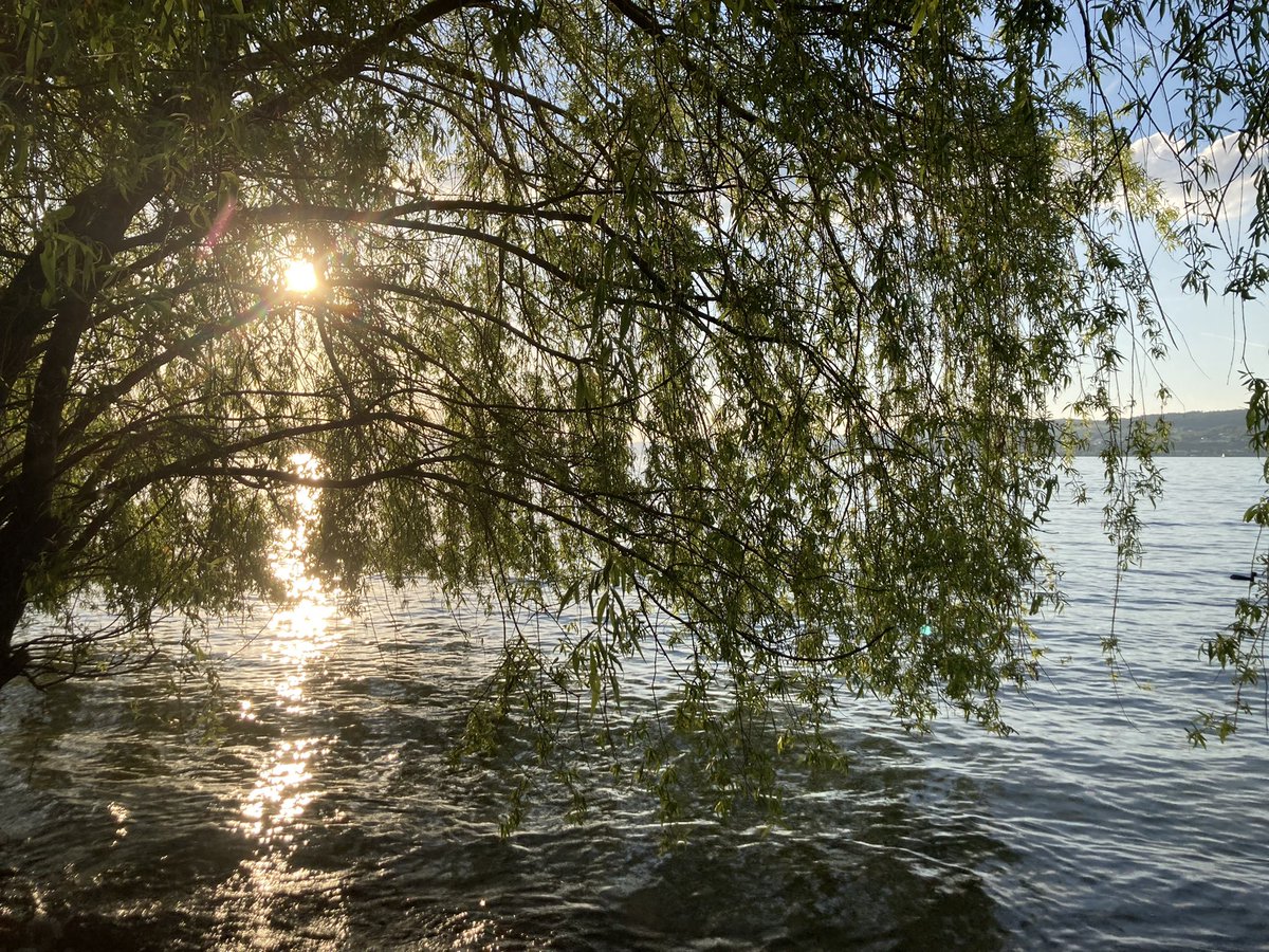 ARTBlueNil's tweet photo. Hello from Switzerland 🇨🇭 
#Schweiz #Switzerland #zürichsee #NFT #NFTCommunity #NFTs #nftcollector #nftart #NFTartists #photo https://t.co/5QdmRzqHCM