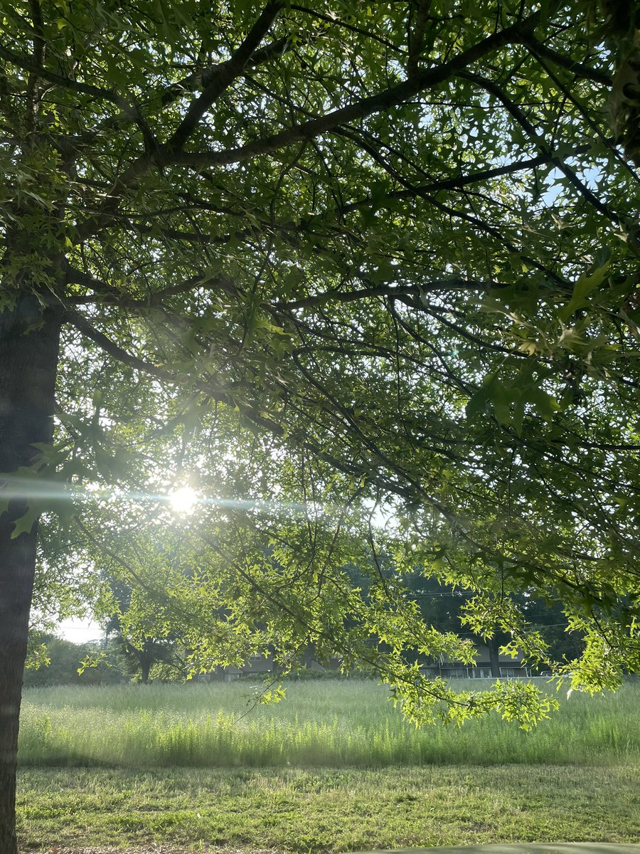 miya_mck's tweet photo. A balmy (almost) summer morning at clinic https://t.co/lK5yhnbq2a