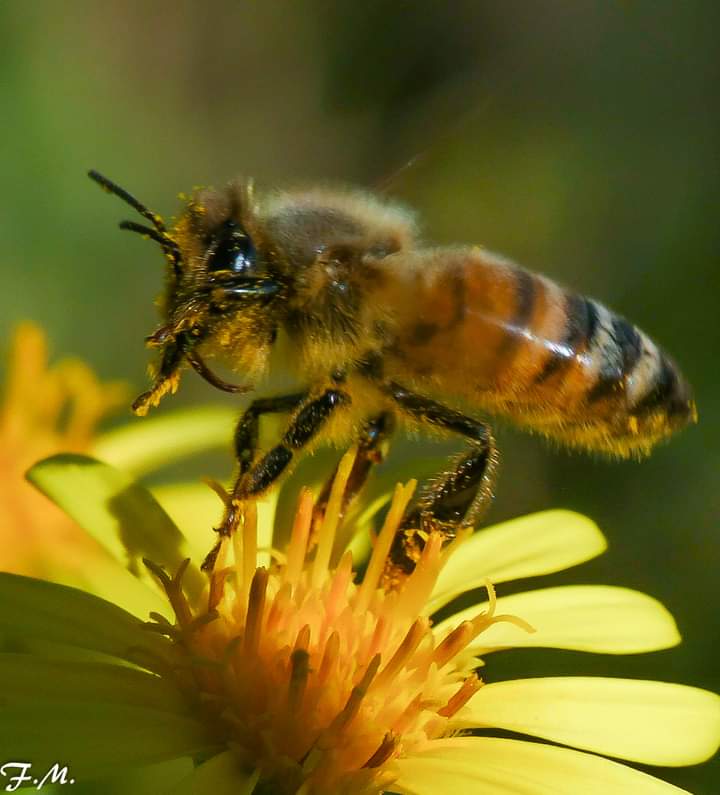 MenentiFranco's tweet photo. #WorldBeeDay2022 #api #nature @Abitarearoma @romatoday https://t.co/ATLa2ydd27