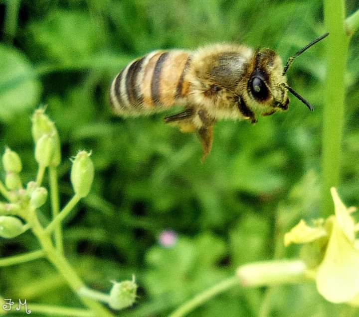 MenentiFranco's tweet photo. #WorldBeeDay2022 #api #nature @Abitarearoma @romatoday https://t.co/ATLa2ydd27