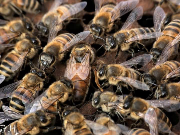 MenentiFranco's tweet photo. #WorldBeeDay2022 #api #nature @Abitarearoma @romatoday https://t.co/ATLa2ydd27