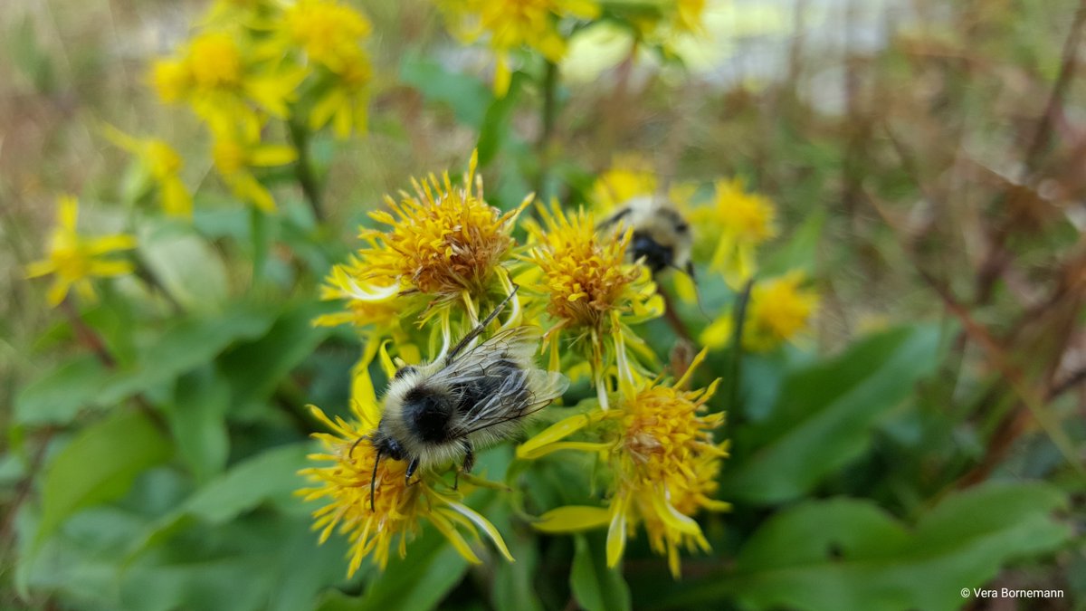 alpconv's tweet photo. #Bees & other pollinators are vital for #MountainAgriculture & allow us to enjoy the wonderful foods the #Alps are so famous for - not only #Alpine honey but many other products too! Let us celebrate these small but crucial workers on #WorldBeeDay 🐝
#ClimateHour #Biodiversity https://t.co/7dgkB54Dj2