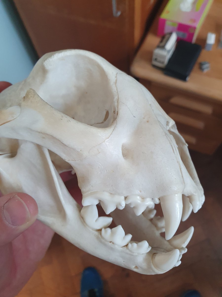 Mammalogists of twitter, could this be a cheetah skull? Or another smallish cat? Please tag anyone you think might know. <a href="/DeepFriedDNA/">Dr Ross Barnett</a> was suggested...