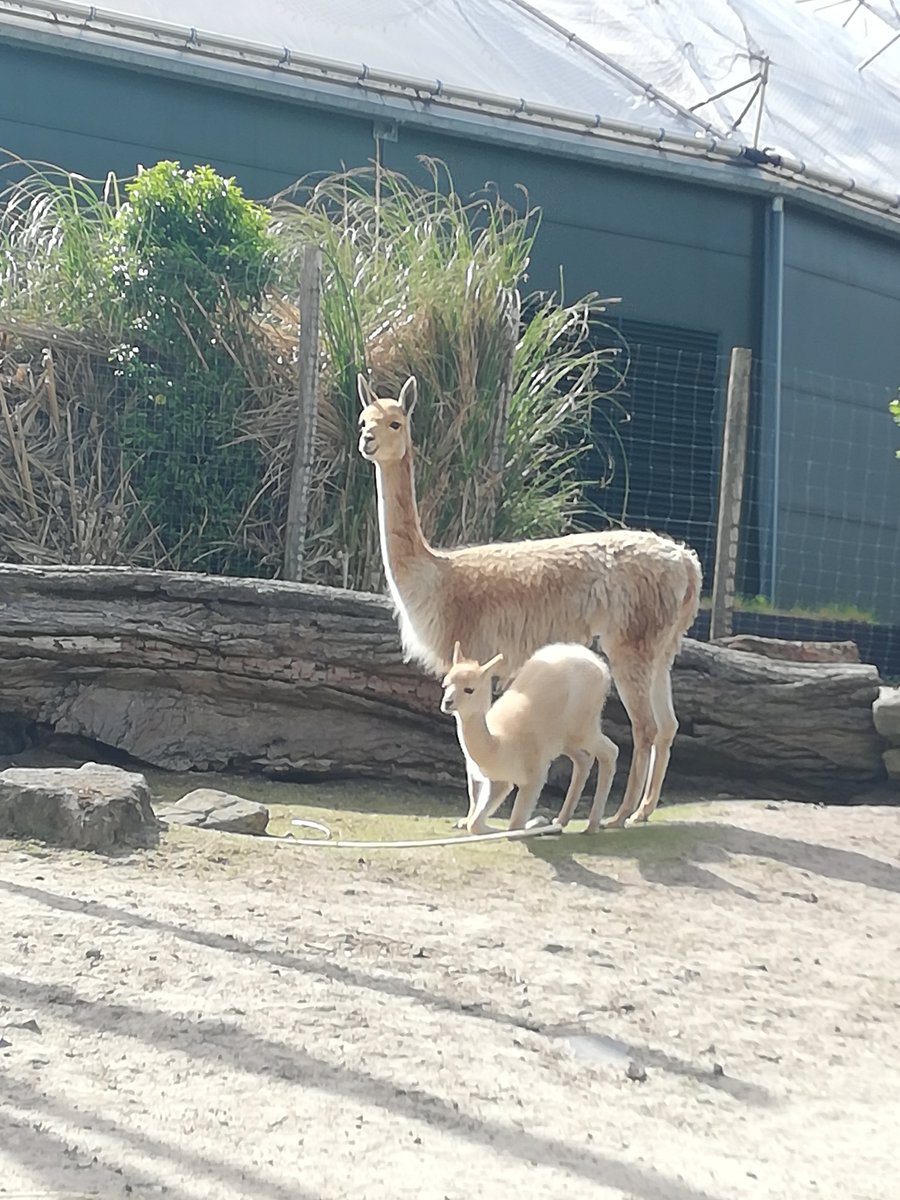 marielle19721's tweet photo. Prachtig @RotterdamZoo met nieuw bizons verblijf #jonkies #rotterdam ๐๐๐๐ฌ https://t.co/Am2VMnJPkd
