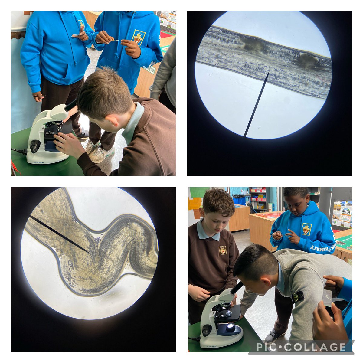 Investigating cells from the root of a garlic through the microscopes. Lovely to watch our young people so fascinated at the movement of water through the cells #STEMeducation #science @LmStBlanesGCC