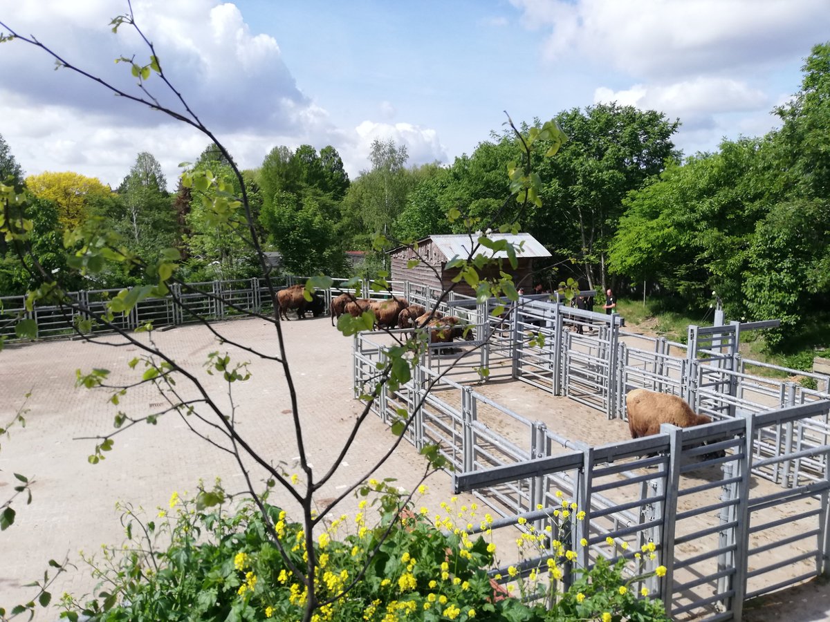 marielle19721's tweet photo. Prachtig @RotterdamZoo met nieuw bizons verblijf #jonkies #rotterdam ๐๐๐๐ฌ https://t.co/Am2VMnJPkd